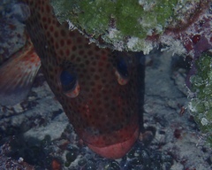 Epinephelus guttatus