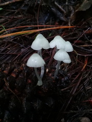 Hemimycena lactea