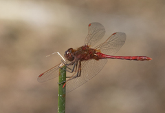 Sympetrum costiferum
