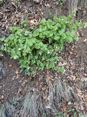 Brickellia grandiflora