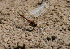 Sympetrum costiferum