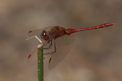 Sympetrum costiferum