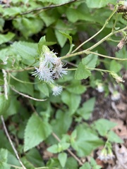 Brickellia grandiflora