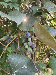 Vitis labrusca