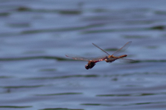 Sympetrum costiferum