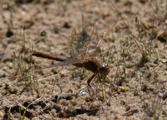 Sympetrum costiferum