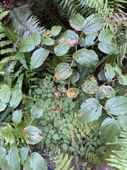 Prosartes smithii