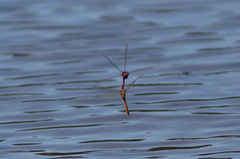 Sympetrum costiferum