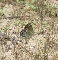 Callophrys gryneus