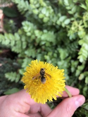 Pachodynerus nasidens