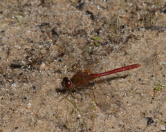 Sympetrum costiferum