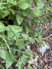 Brickellia grandiflora