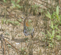 Callophrys gryneus