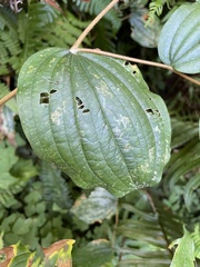 Prosartes smithii