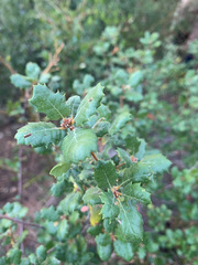 Quercus durata durata