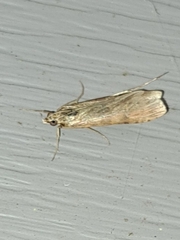 Nomophila nearctica
