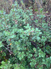 Quercus durata durata