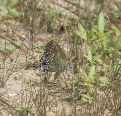 Callophrys gryneus