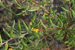 Grevillea chrysophaea