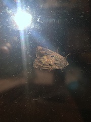 Lacinipolia renigera