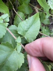 Brickellia grandiflora