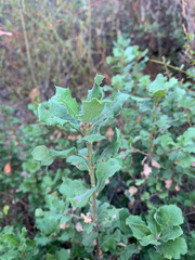 Quercus durata durata