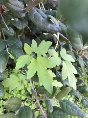 Eccremocarpus scaber