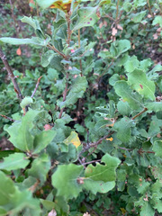 Quercus durata durata