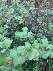 Quercus durata durata