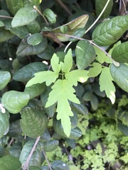 Eccremocarpus scaber