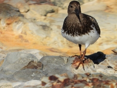 Arenaria melanocephala