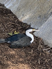 Phalacrocorax varius