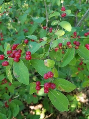 Lonicera