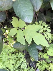 Eccremocarpus scaber