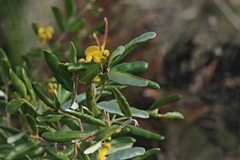 Grevillea chrysophaea