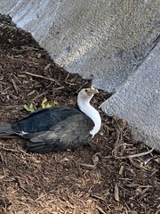 Phalacrocorax varius