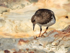 Arenaria melanocephala