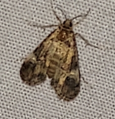 Elophila obliteralis
