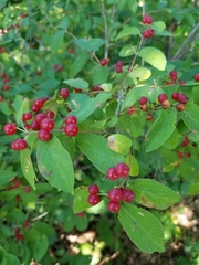 Lonicera