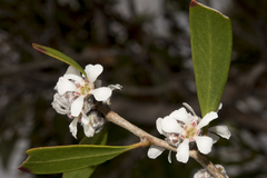 Leptospermum laevigatum