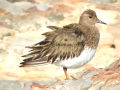 Arenaria melanocephala