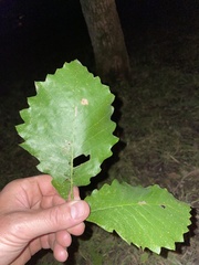 Quercus montana