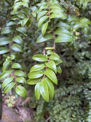 Vaccinium ovatum