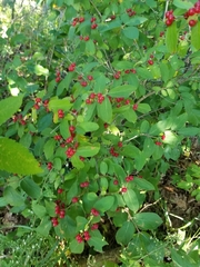 Lonicera