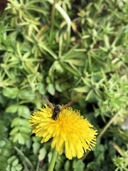 Pachodynerus nasidens