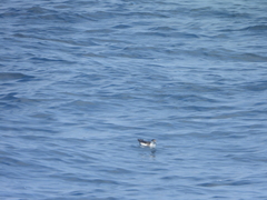 Puffinus lherminieri