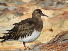 Arenaria melanocephala