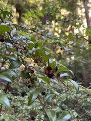Vaccinium ovatum