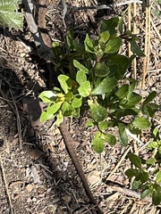 Elgaria multicarinata multicarinata