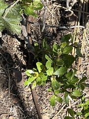 Elgaria multicarinata multicarinata